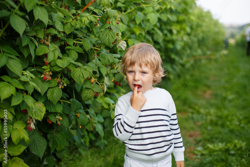 Little boy with fresh raspberries on organic self pick farm Little boy with fresh raspberries on organic self pick farm
