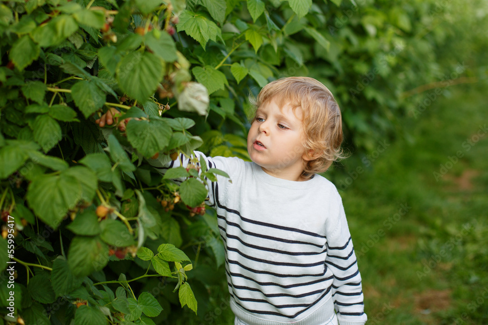 Little boy with fresh raspberries on organic self pick farm Little boy with fresh raspberries on organic self pick farm