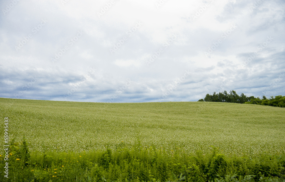 Field of flower potato with cloudy sky1 Field of flower potato with cloudy sky1