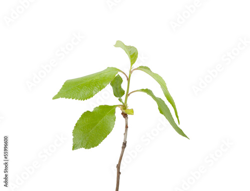 Green plant sprout , isolated on white