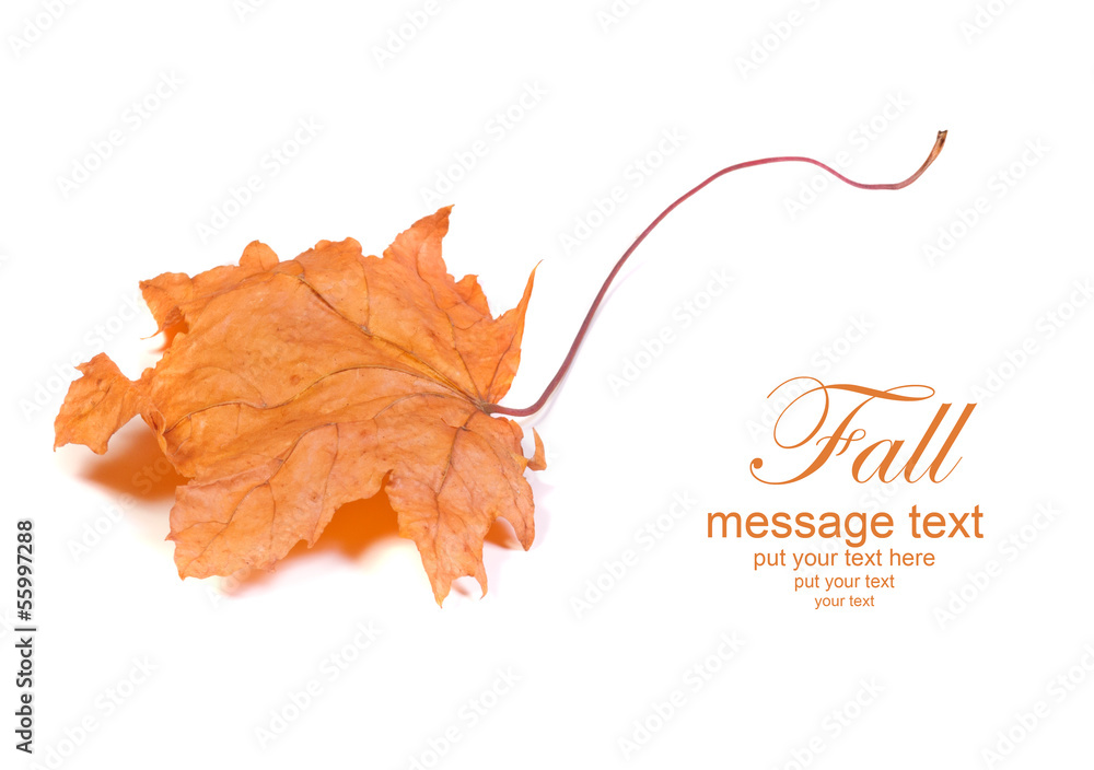 Obraz premium Autumn card