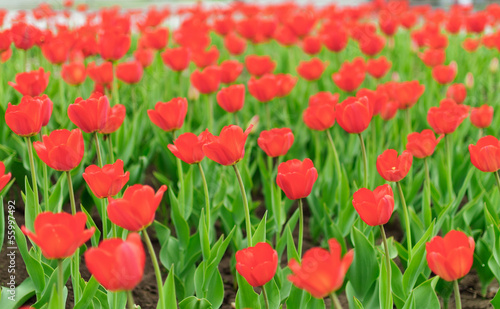 many tulips