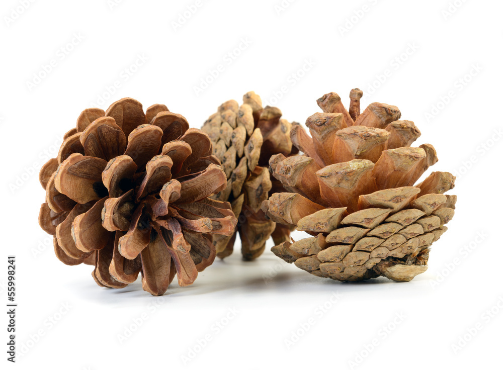 Fototapeta premium brown cone