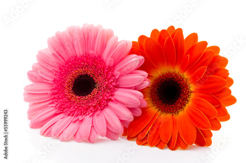 Fototapeta Naklejka Na Ścianę i Meble -  Gerbera.