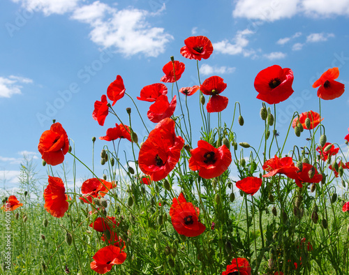 red poppies