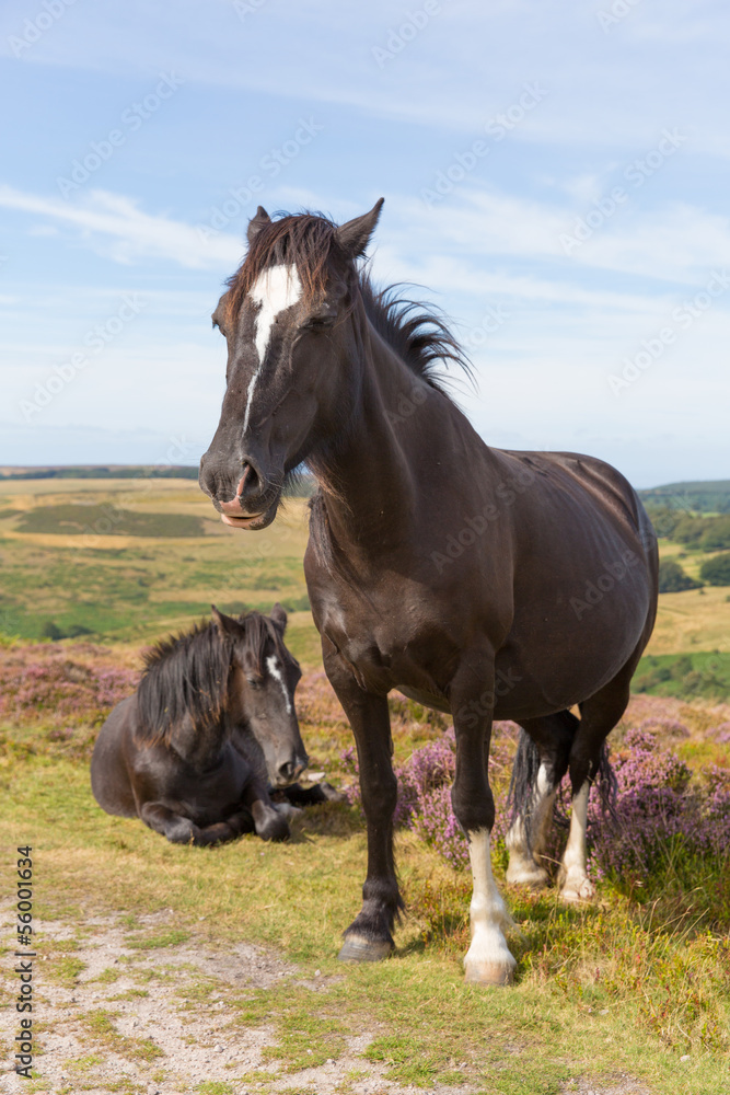 Dark brown ponies and purple heather Quantocks Somerset Dark brown ponies and purple heather Quantocks Somerset