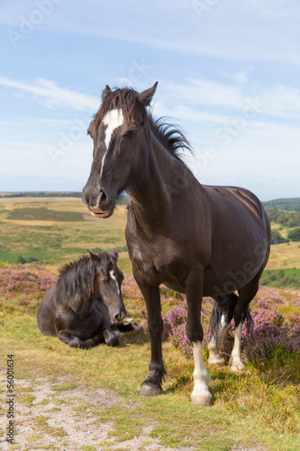 Dark brown ponies and purple heather Quantocks Somerset © acceleratorhams