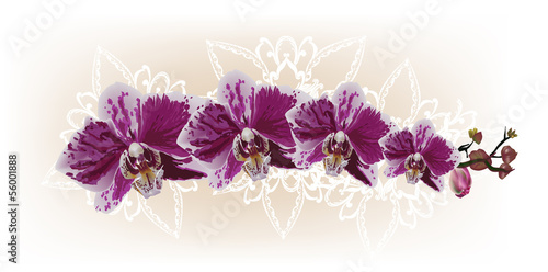 stripe with dark pink orchid flowers