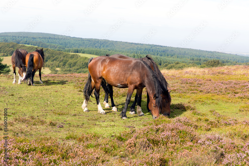 Ponies Quantocks Somerset England with purple heather