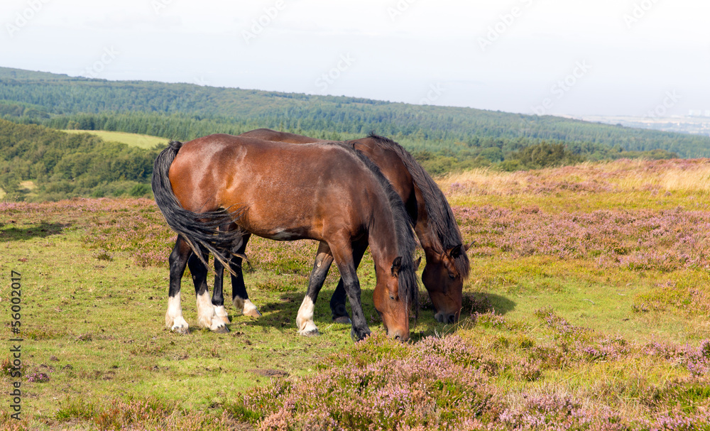 Quantock Hills Somerset England with ponies