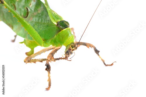 Green giant katydid Ancylecha fenestrate isolated photo