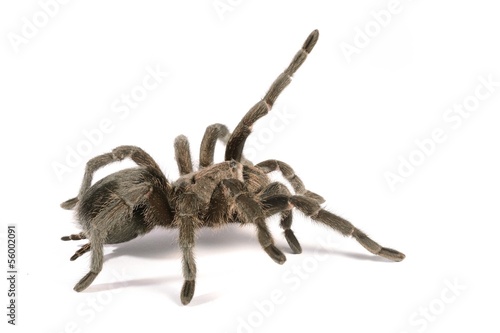 black tarantula Grammostola pulchra isolated photo