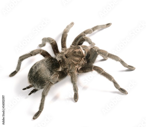 black tarantula Grammostola pulchra isolated photo