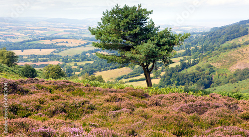 Single tree and purple heather on the Quantock Hills in Somerset photo