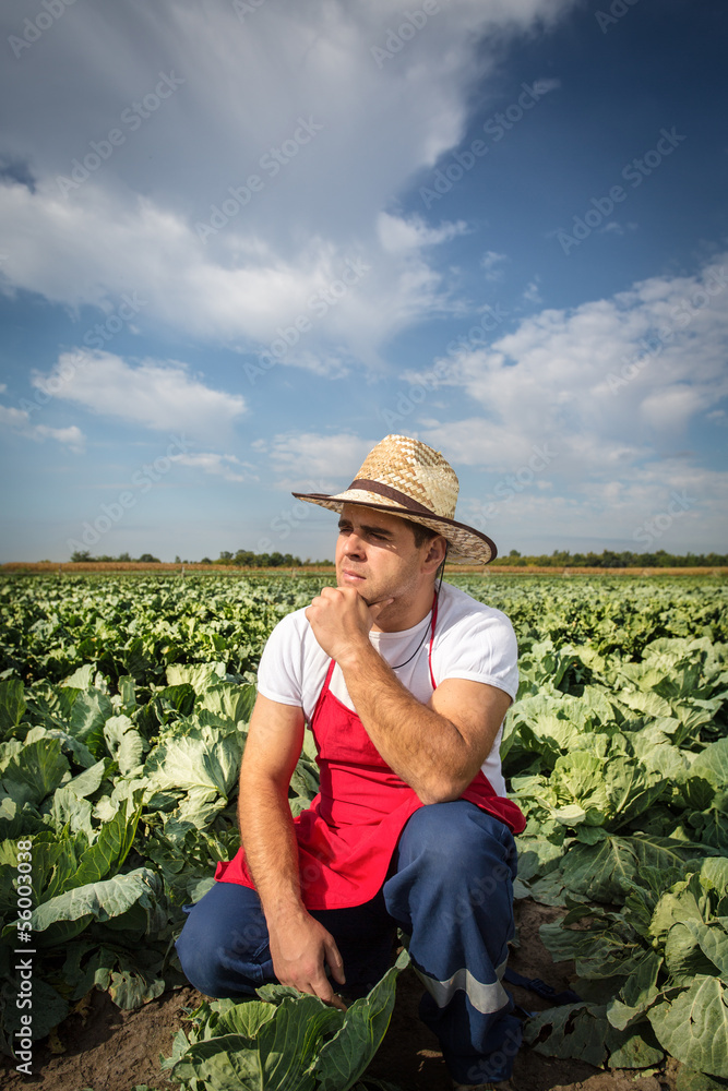 farmer in the field of cabbage with blue sky in the background