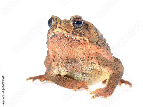 Bony-headed toad Ingerophrynus galeatus isolated on white photo