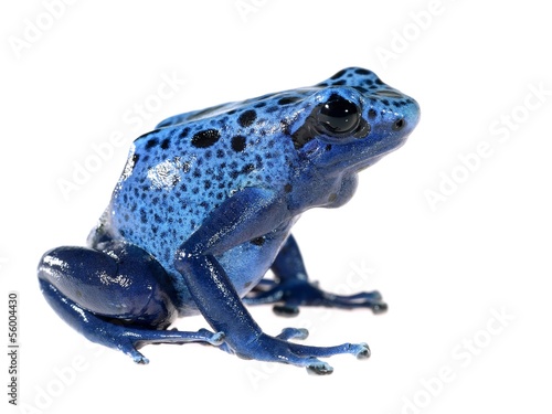 Blue dyeing dart frog Dendrobates tinctorius azureus isolated photo