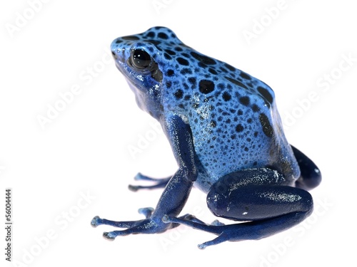Blue dyeing dart frog Dendrobates tinctorius azureus isolated photo