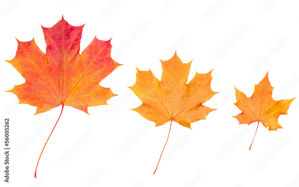 Yellow autumn maple leaves isolated on white background Yellow autumn maple leaves isolated on white background