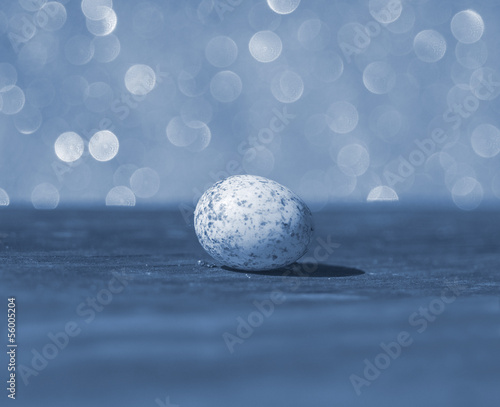 Birds Egg