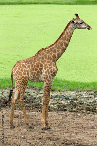 giraffe
