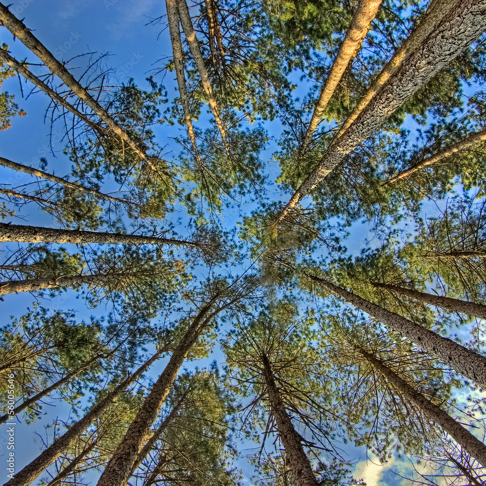 Fototapeta premium trees from below