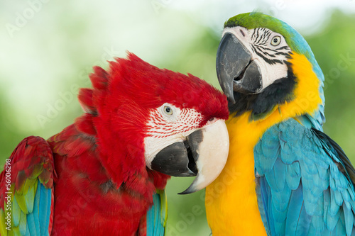 parrots © Pakhnyushchyy
