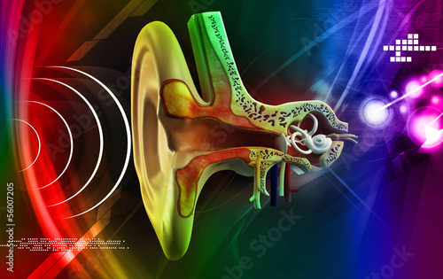 Ear anatomy