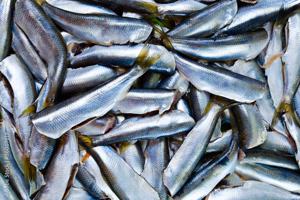 Fresh crude anchovies