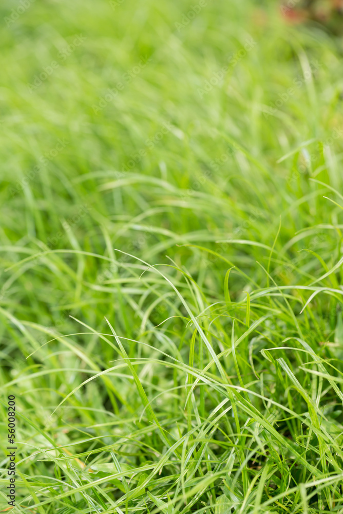 Soft green grass background Soft green grass background