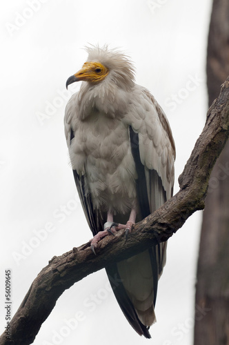 The egyptian vulture