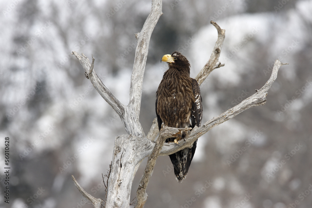 Obraz premium Stellers sea-eagle, Haliaeetus pelagicus