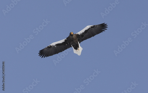 Stellers sea-eagle  Haliaeetus pelagicus