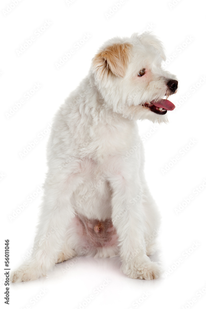 Obraz premium White dog on white background