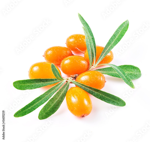 sea buckthorn berries isolated on the white