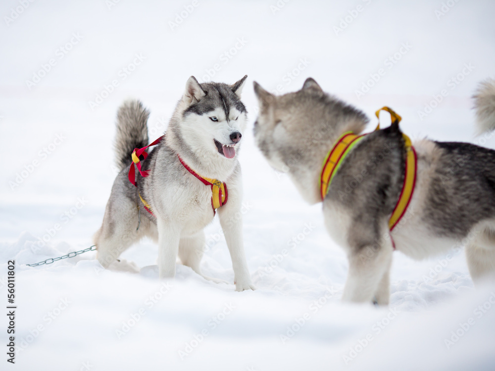 Two playing siberian husky dogs outdoor