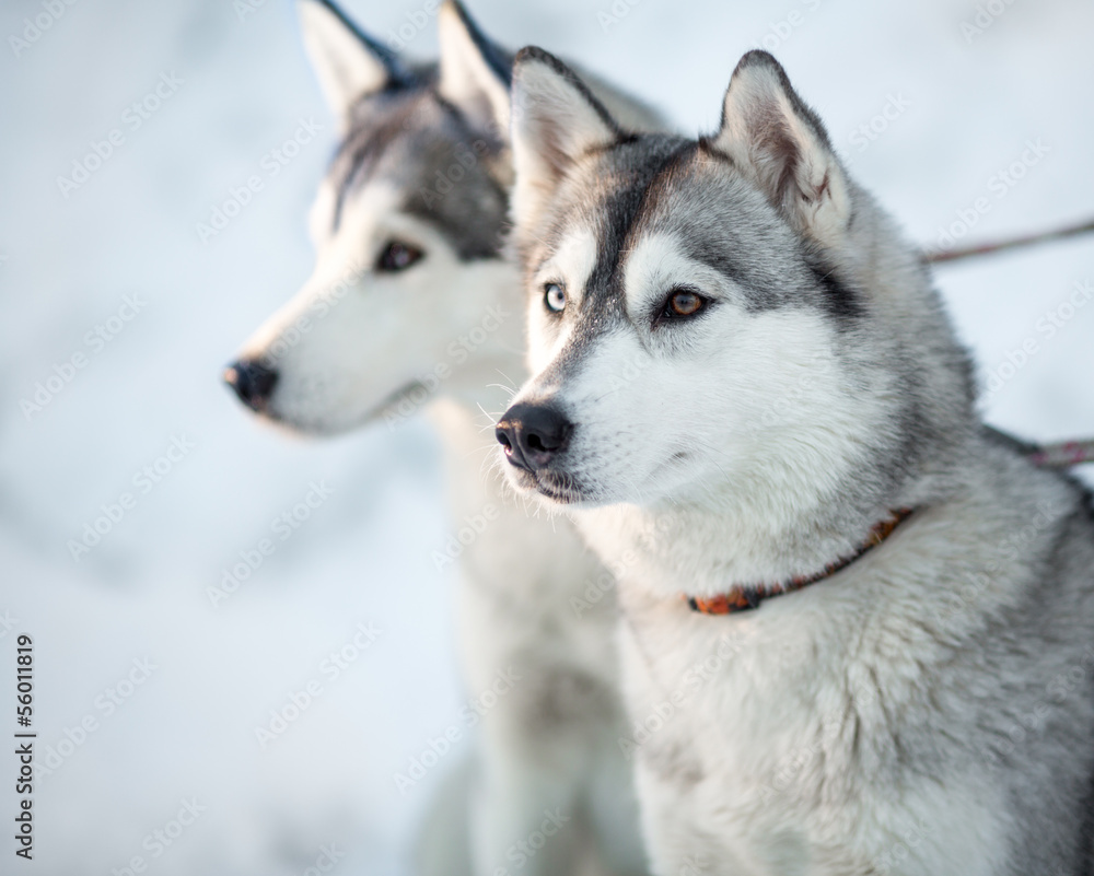 Two siberian husky dogs closeup portrait