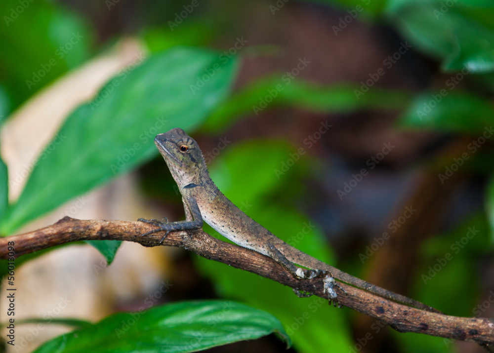 young dragon on nature background young dragon on nature background