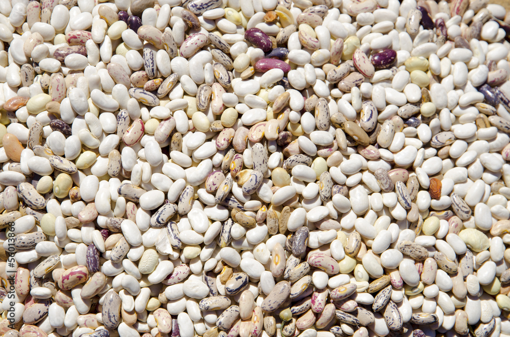 Beans of diferent breeds and colours. Beans of diferent breeds and colours.