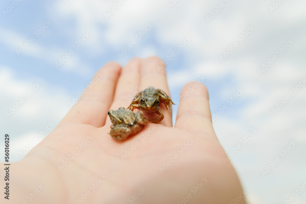 frog frog