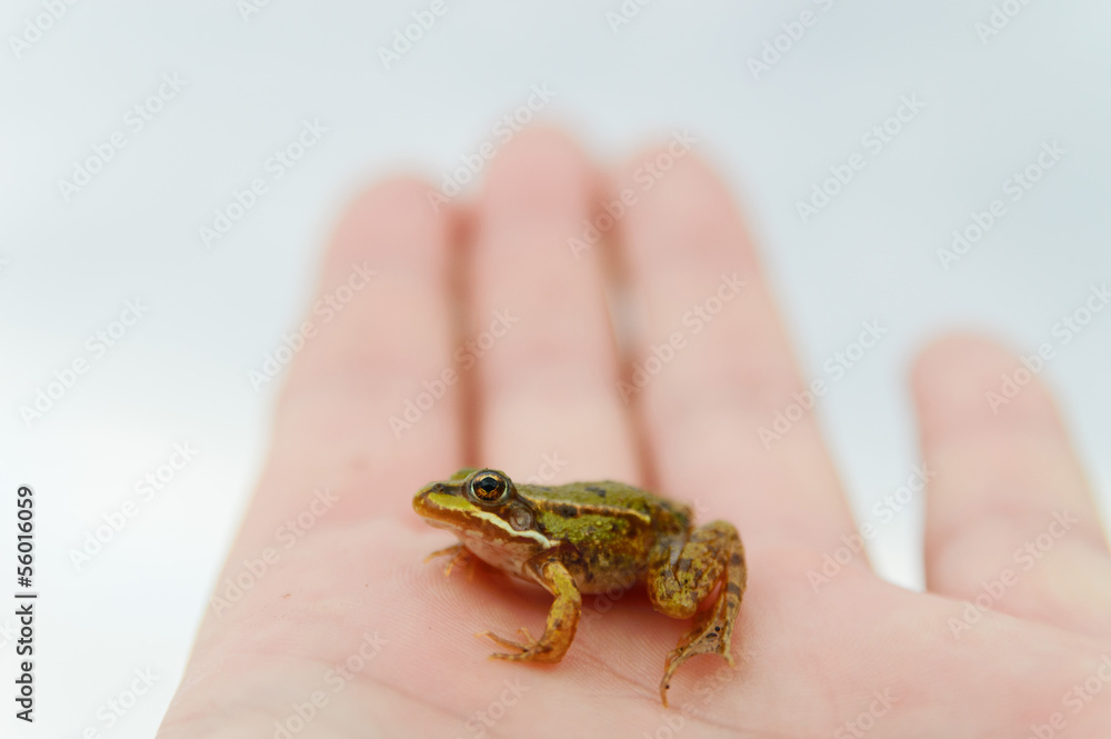 frog frog