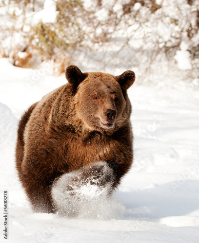 Charging grizzly bear