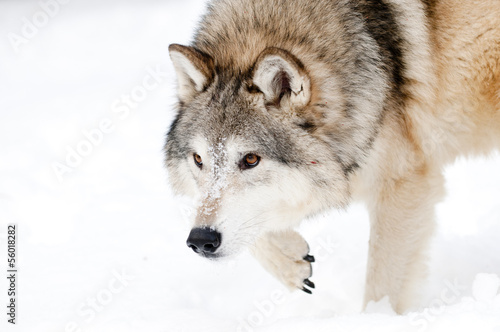 Prowling wolf