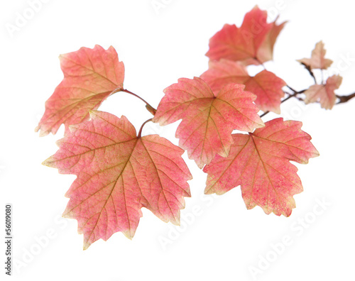 Branch of autumn leaves isolated on white. studio shot