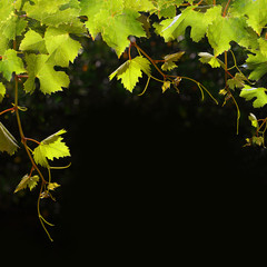 Food background - fruit grape leaves