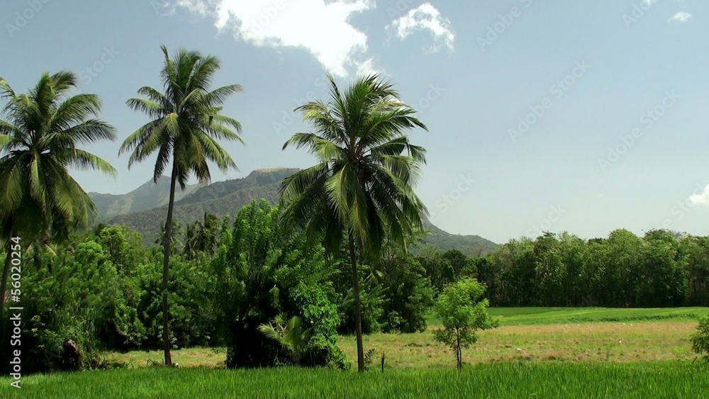 Paddy field & palms Paddy field & palms