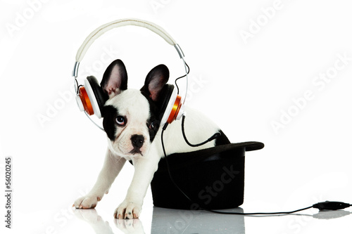 french bulldog with headphone isolated on white background