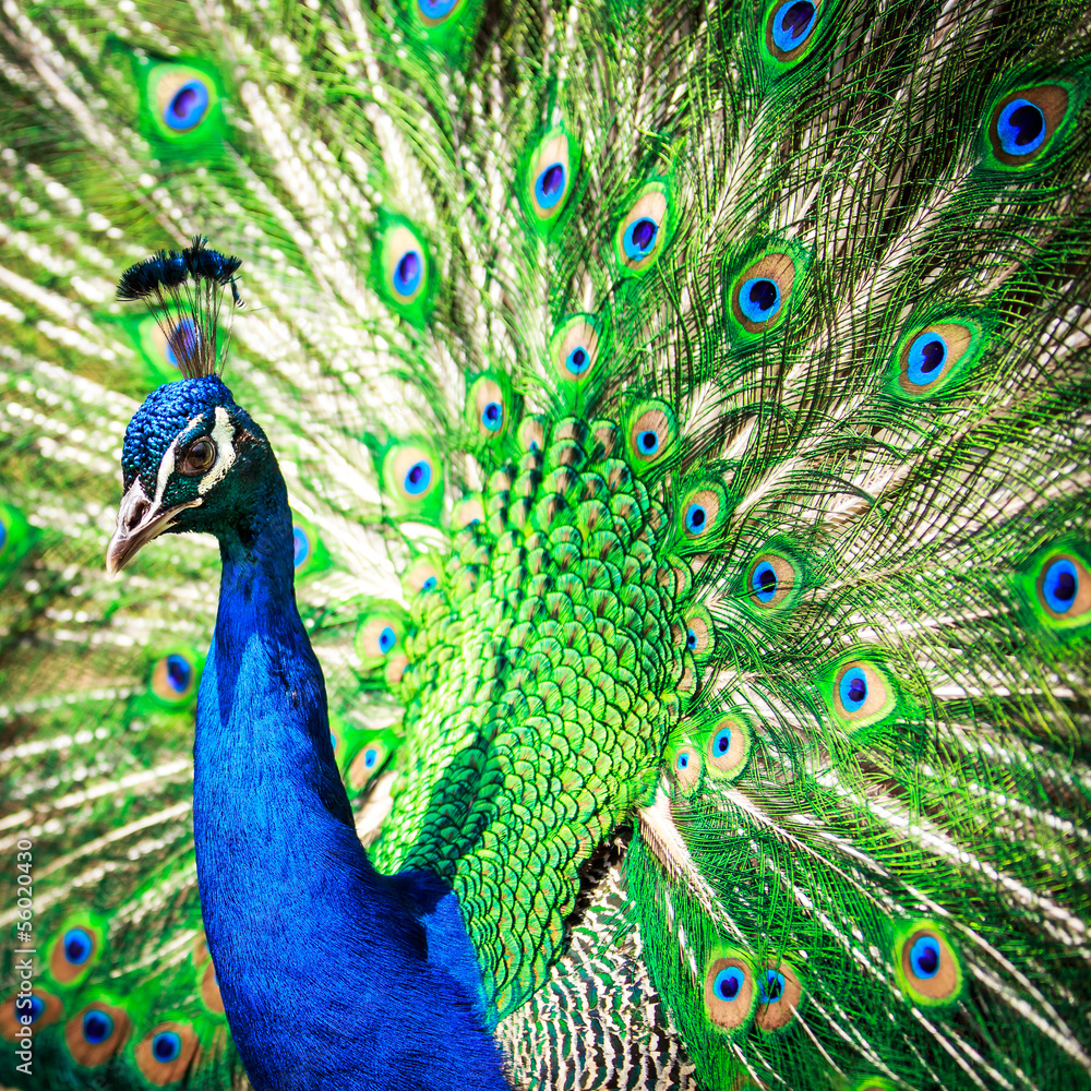 Fototapeta premium Splendid peacock with feathers out (Pavo cristatus)