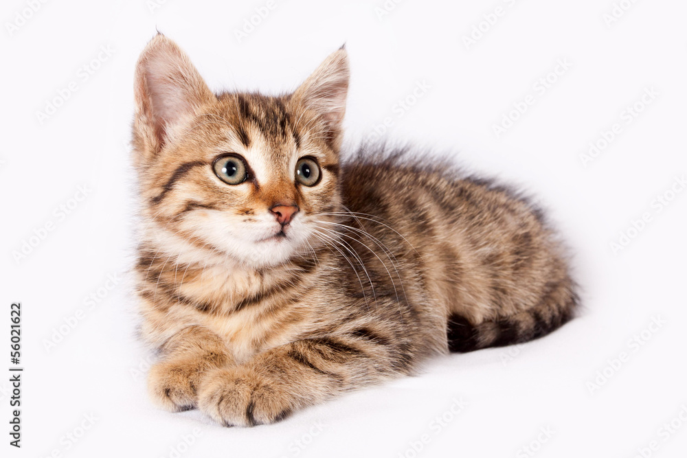 British kitten lying on a white background