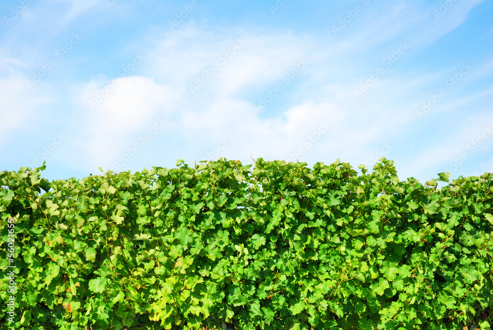 Green vineyard row detail with blue sky